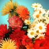 Blumen